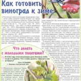 Kako pripremiti grožđe za zimu - rezidba i njega, kako izolirati